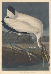 Træ Ibis, 1834